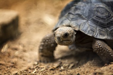 Bebek Galapagos kaplumbağası