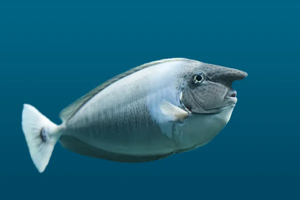 Jednorožec ryby — Stock fotografie