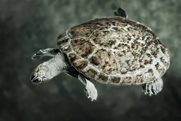 Гигантская речная черепаха Стоковая Картинка