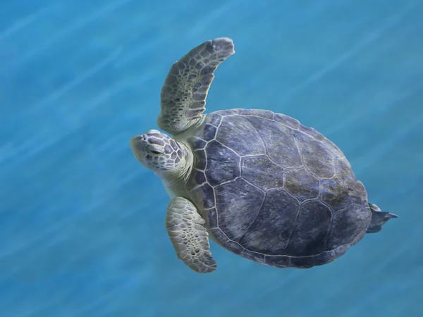 Πράσινη θαλάσσια χελώνα Εικόνα Αρχείου