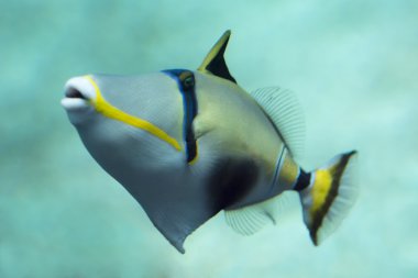 Triggerfish
