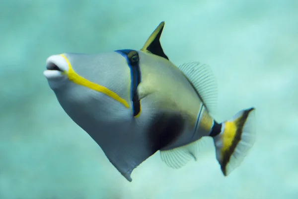 Triggerfish — Stock Photo, Image