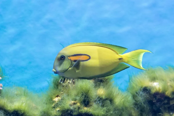 Peces tropicales —  Fotos de Stock