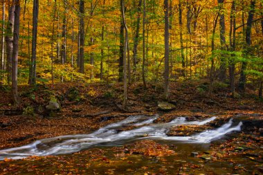 Huzurlu sonbahar şelale