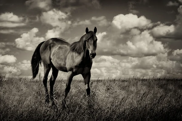 Country Field and Horse — Stock Photo, Image