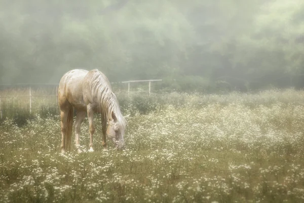 Paard in een weiland van wilde bloemen — Stockfoto