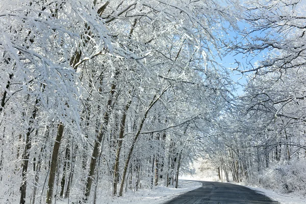 雪に覆われた冬の木 — ストック写真
