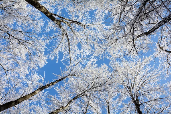 Besneeuwde winter bomen — Stockfoto