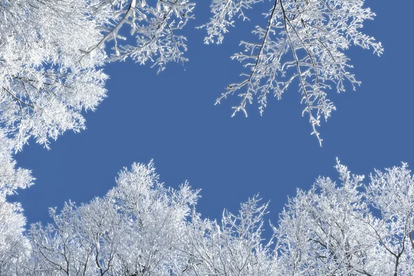 Cena de inverno nevado — Fotografia de Stock