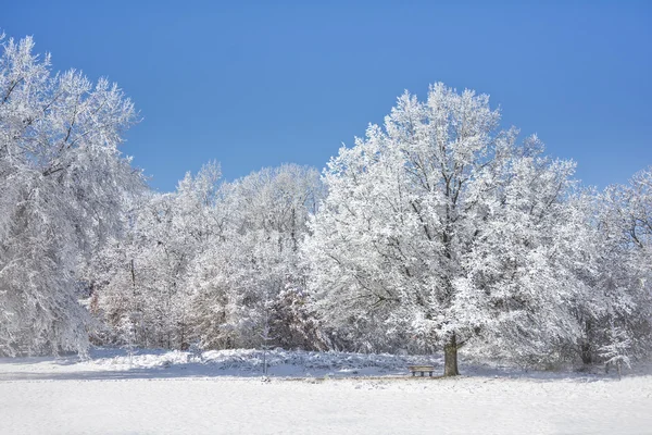 Besneeuwde winter bomen — Stockfoto
