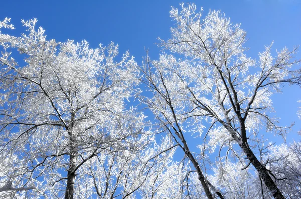 Schneeglätte im Winter — Stockfoto