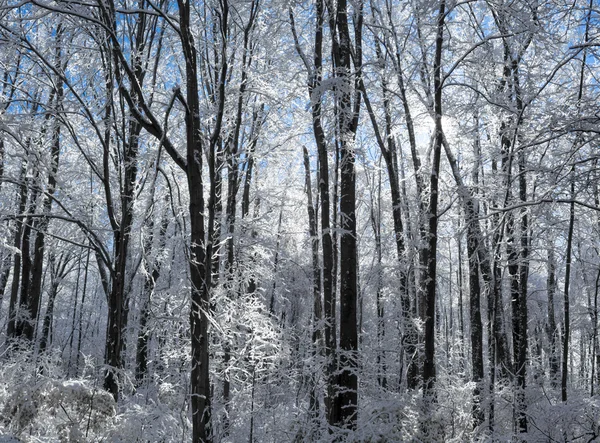 雪の冬の森のシーン — ストック写真