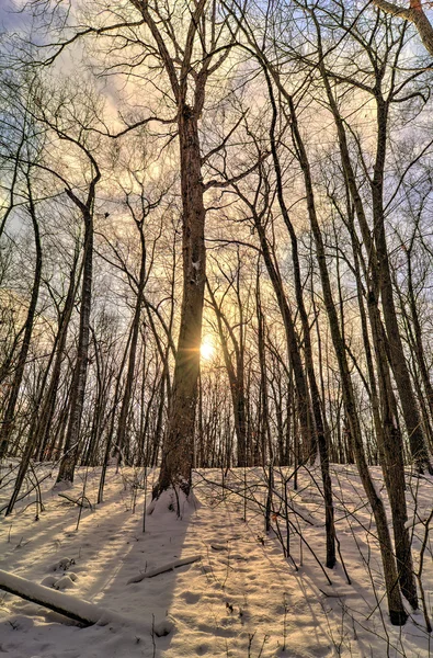 Winter forest zonsopgang — Stockfoto