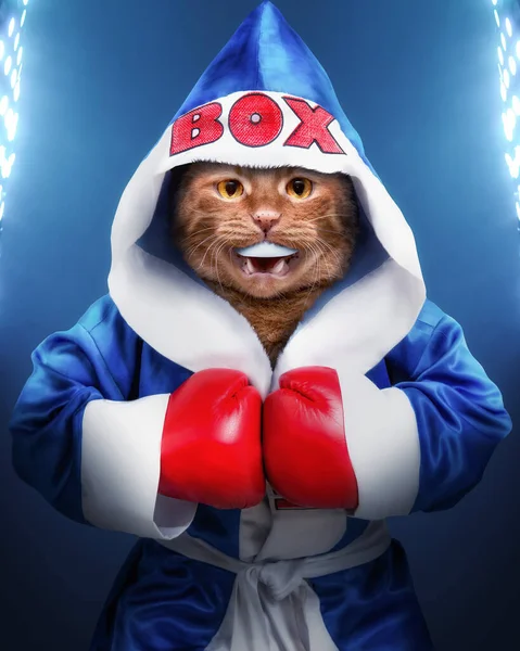Ginger Gato Boxer Rinque Isolado Branco — Fotografia de Stock