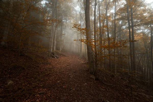 Wald Herbst Bei Nebel — Stockfoto