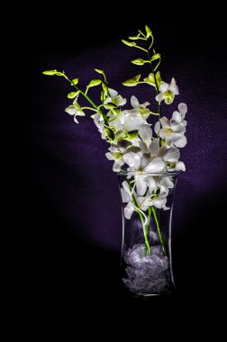 Bir vazo içinde küçük beyaz orkide