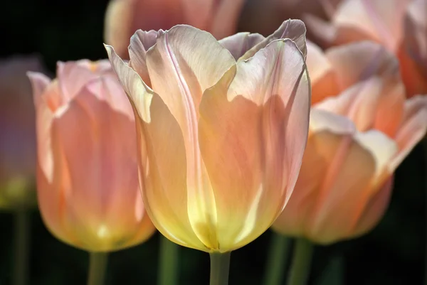 Pink tulipans closeup — Stock Photo, Image