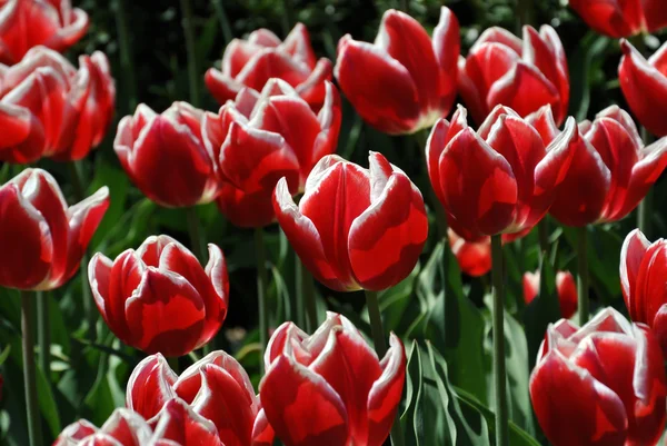 Red and white tulipans — Stock Photo, Image