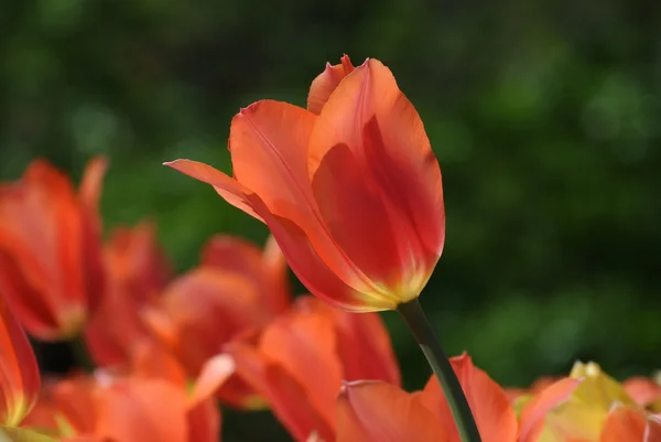 Bonita tulipana de salmão — Fotografia de Stock