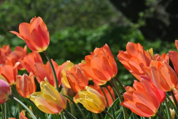 Salmon tulipans closeup — Stock Photo, Image