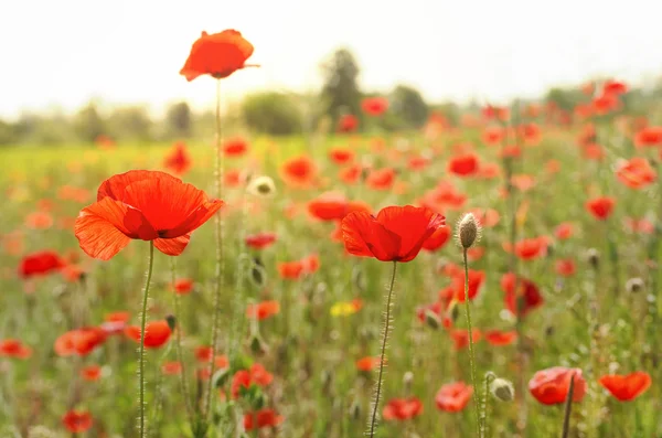 Poppy field on a summer day — Stock Photo, Image