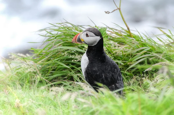 Martı (fratercula arctica)