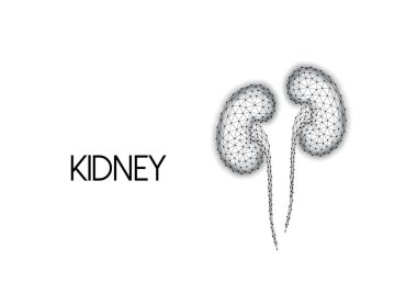 Siyah çizgiler ve beyaz arkaplanda izole edilmiş noktalardan oluşan çokgen insan böbrekleri..