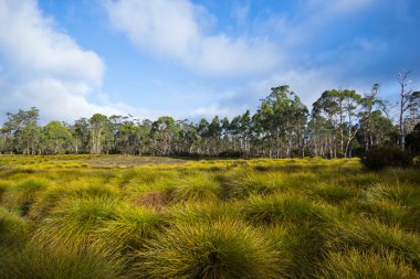 Avustralya Fauna, Cradle Mountain, Tazmanya