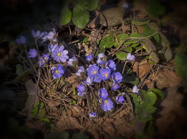 Güneşle aydınlanan parlak mavi bahar çiçekleri grubu.