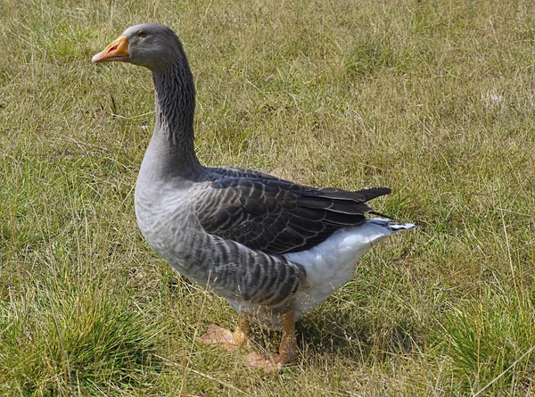 Gray goose on a pasture — Stock Photo, Image