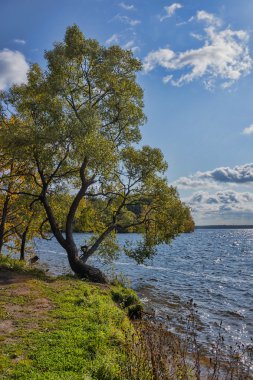 Nehir kıyısında sonbahar ağaçta