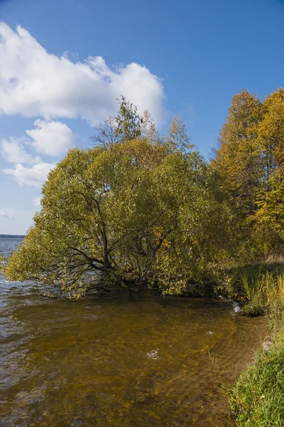 Sonbahar ağaçlarda altın mobilya