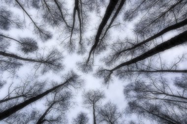 derevy grup üstleri gökyüzüne çeker