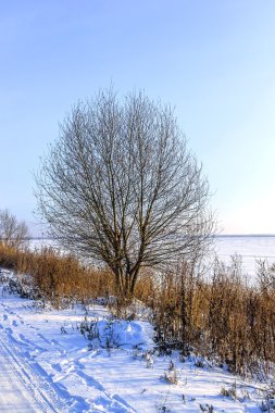 Yalnız ağaç göl kıyısında