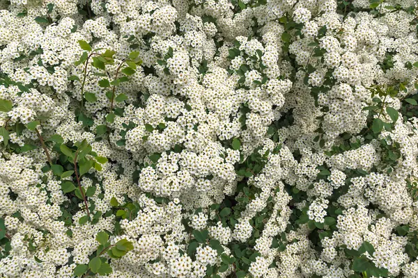 beyaz çiçekler duvar