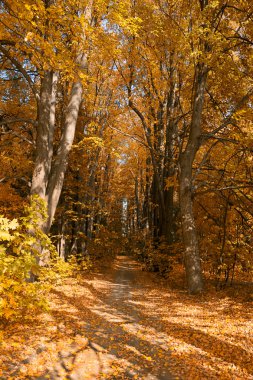 Turuncu sonbahar Park