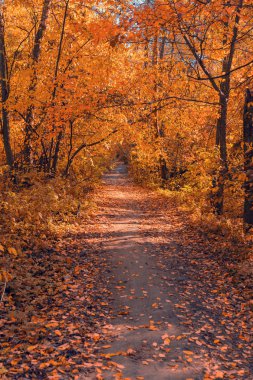 Gölgeli kireç avenu