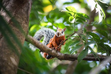 Kırmızı sincap atıştırmalık bir şeyler arıyor.
