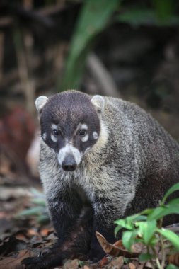 Meraklı koati yiyecek bir şeyler arıyor.