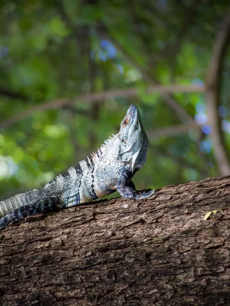 Lagarto Grande Bonito Posa Para Cámara — Foto de Stock