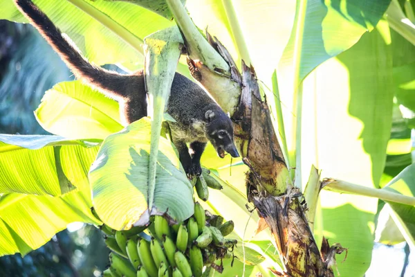 Coati Estão Comendo Alguns Lanches — Fotografia de Stock