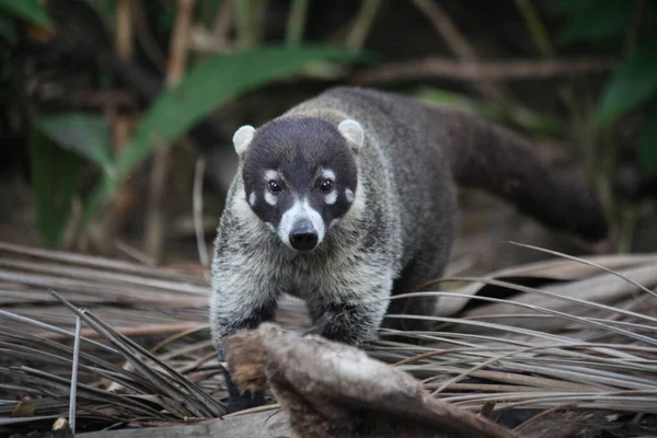 Curioso Coati Está Procura Algo Para Comer — Fotografia de Stock