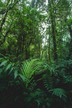 Arenal volkan ulusal parkına yakın orman, Costa rica