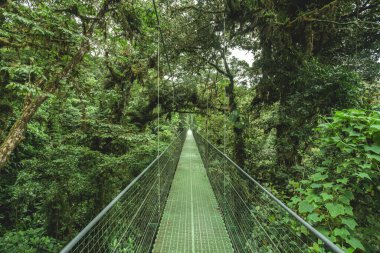Arenal volkan ulusal parkına yakın orman, Costa rica