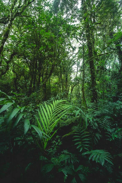 Arenal volkan ulusal parkına yakın orman, Costa rica