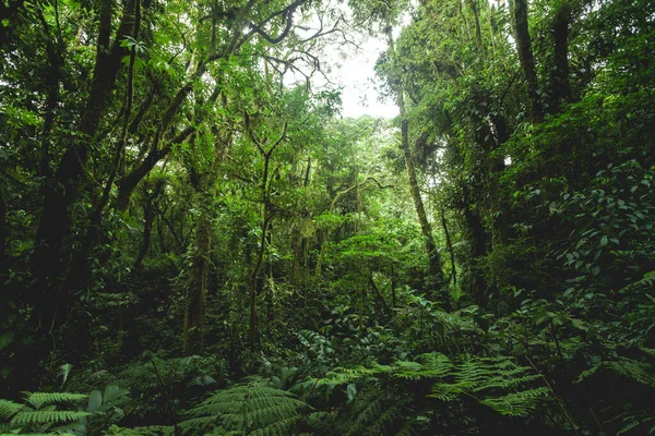 Arenal volkan ulusal parkına yakın orman, Costa rica