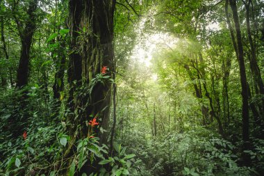 Arenal volkan ulusal parkına yakın orman, Costa rica