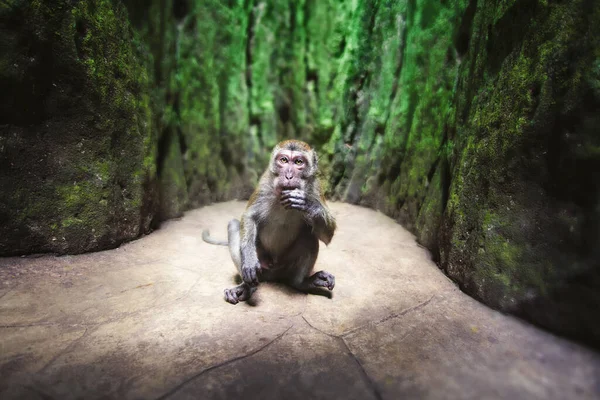 Macaco Está Sentado Chão Uma Caverna Kuala Lumpur Malásia — Fotografia de Stock