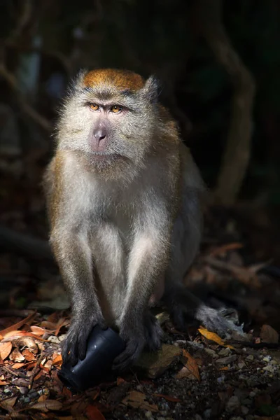 Macaco Langkawi Malásia — Fotografia de Stock