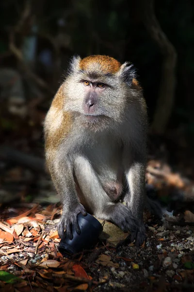 Macaco Langkawi Malásia — Fotografia de Stock